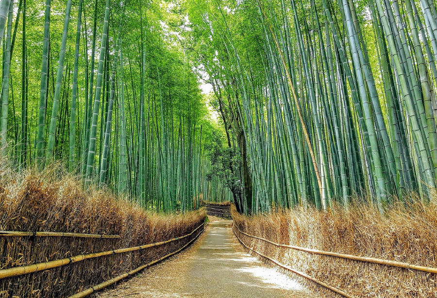 Arashiyama