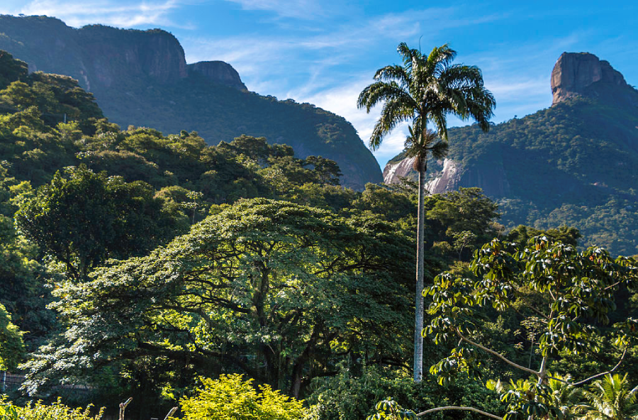 Floresta da Tijuca