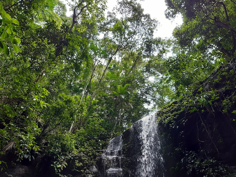 Trilhas no Parque Nacional da Tijuca