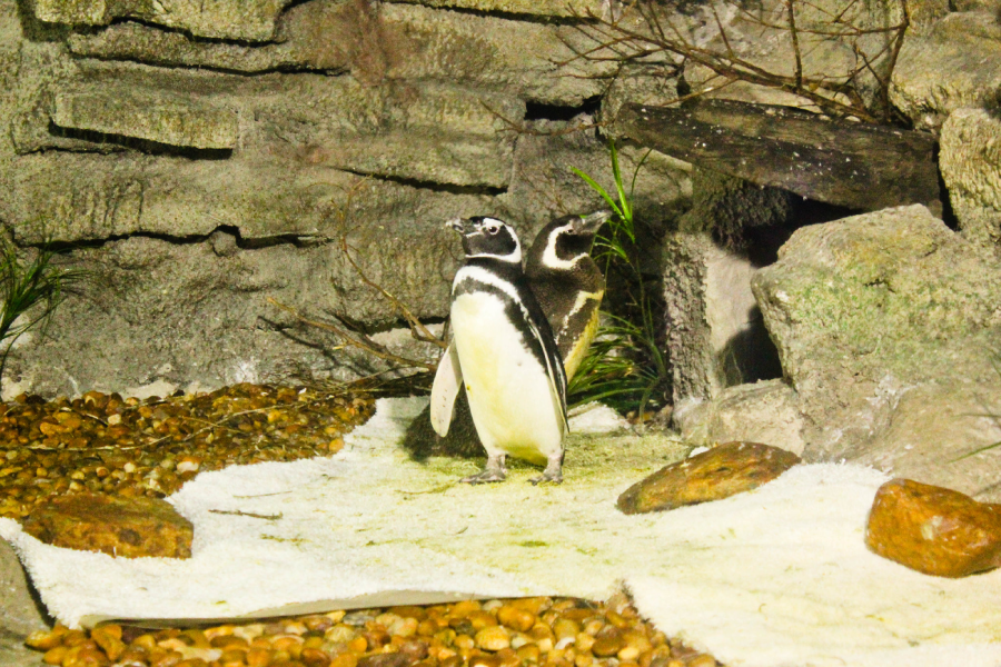 Cenários recriam ambientes naturais