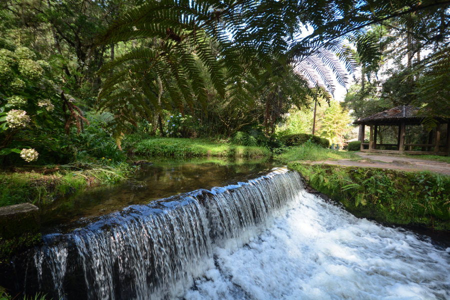 Horto Florestal