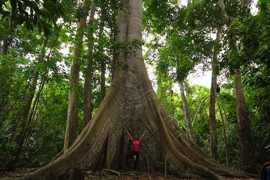 Floresta Nacional de Tapajós