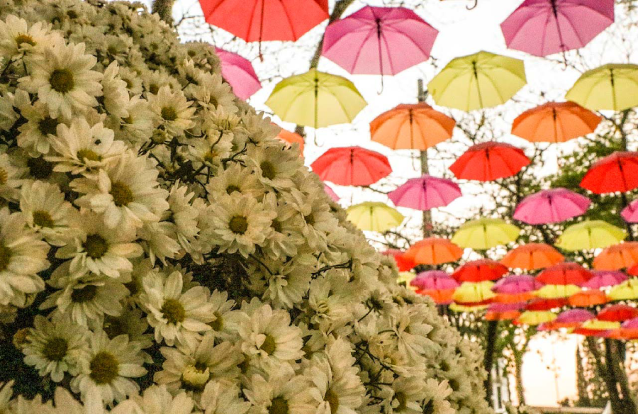 Pontos turísticos de Holambra