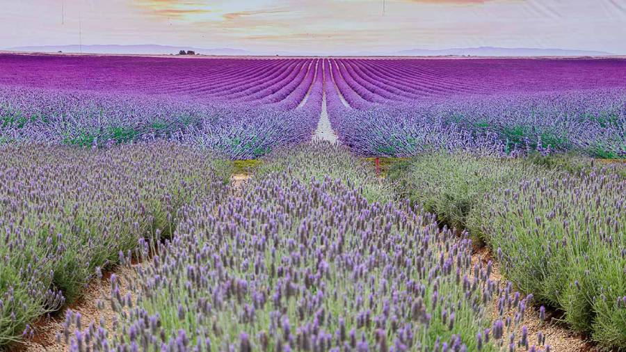 Campo de lavanda em Holambra