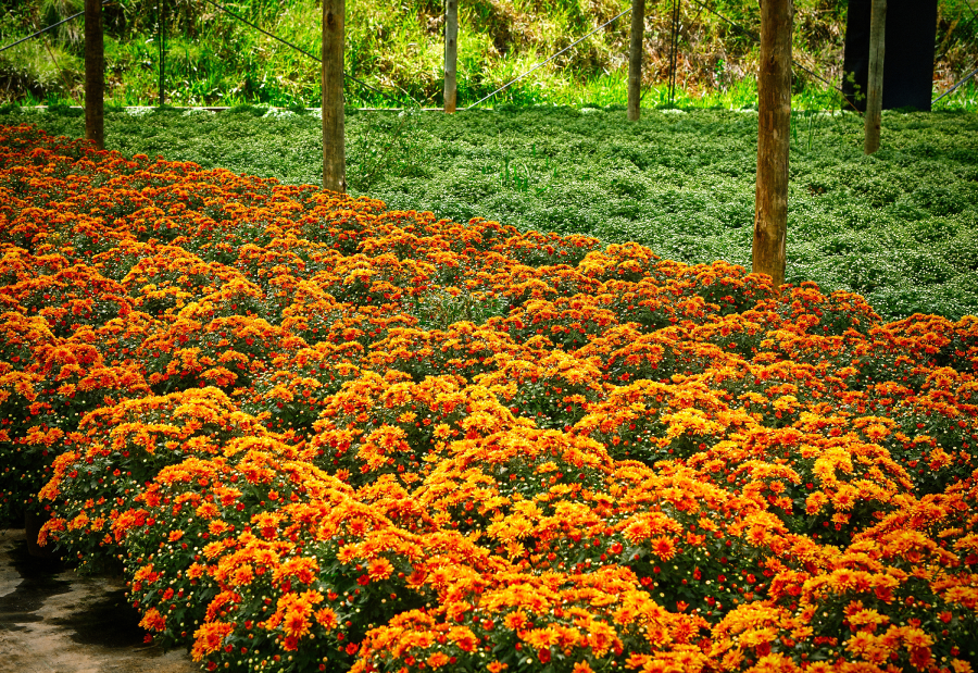 Campos floridos em Holambra