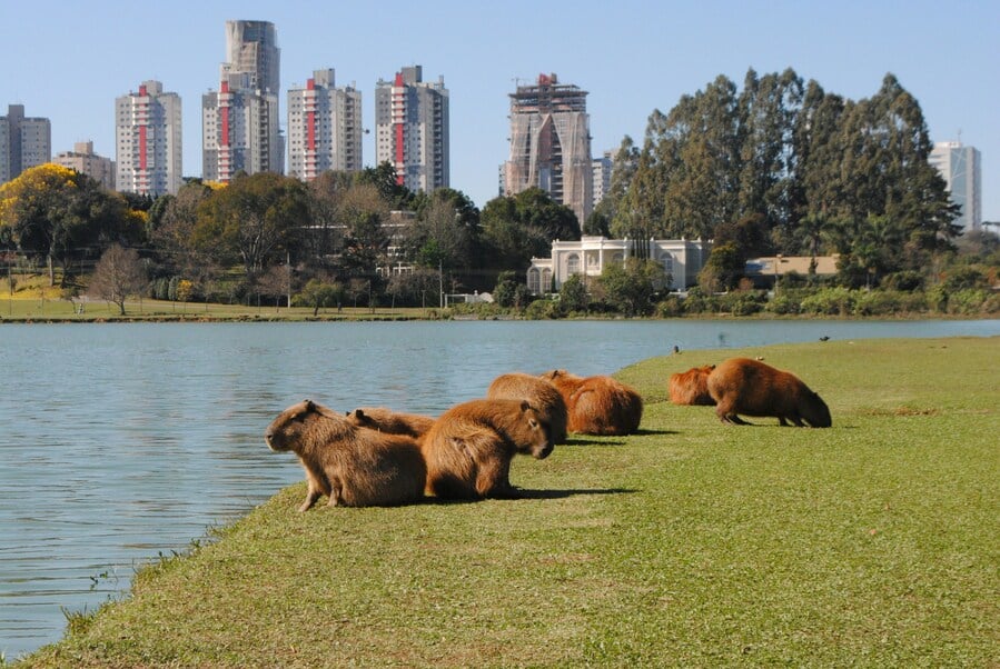 Curitiba - Paraná