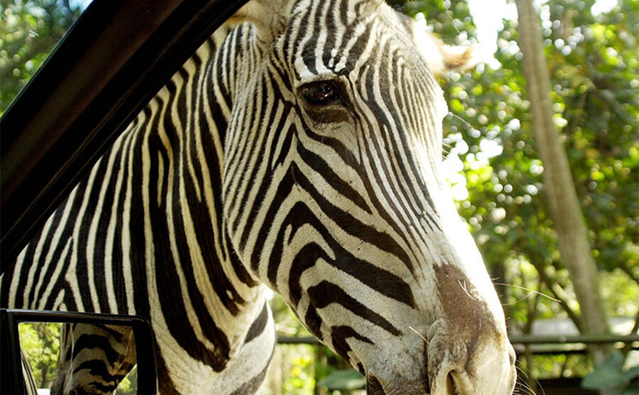 Zoo Safári - São Paulo