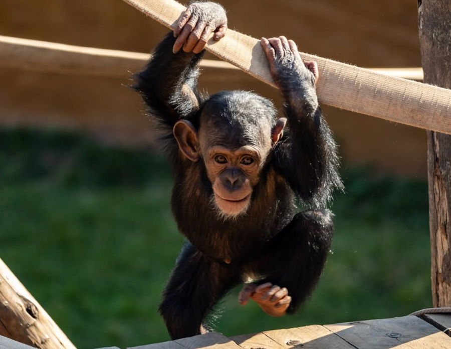 Zoológico de São Paulo