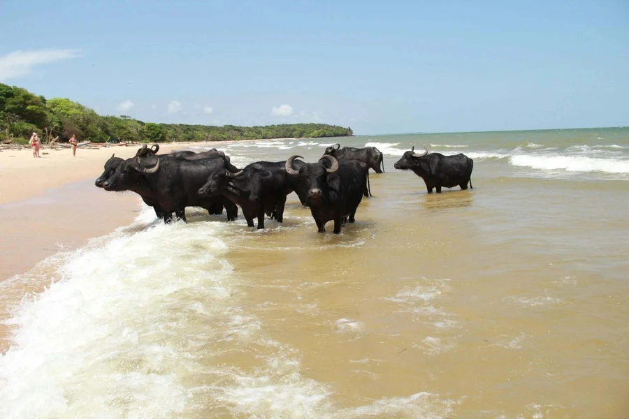 Ilha do Marajó