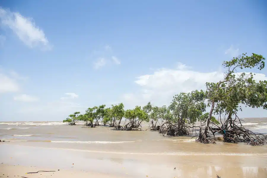 Ilha do Marajó