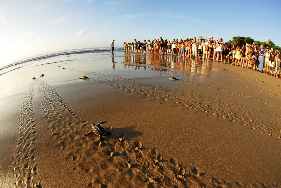 Projeto Tamar, Noronha