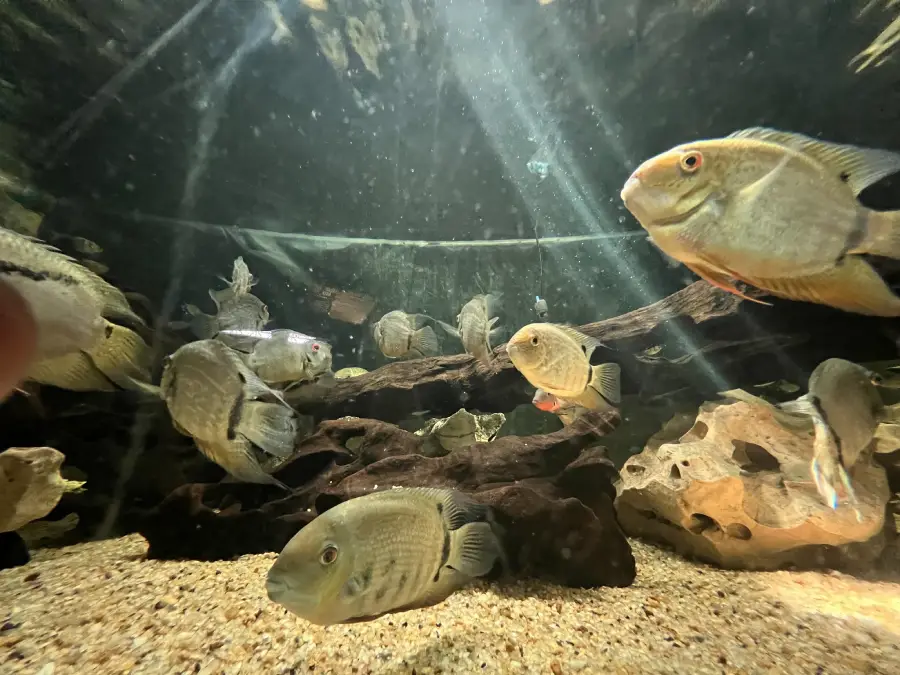 Localizado no Guarujá, o Acqua Mundo em São Paulo encanta visitantes