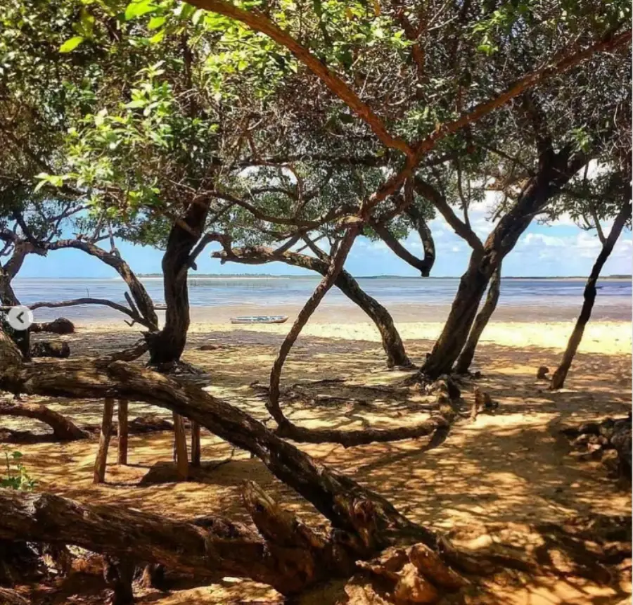 Cajueiro Rei, ponto turístico natural do Piauí