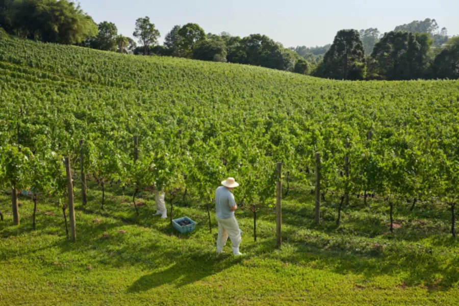 Localizado no Rio Grande do Sul, o Vale dos Vinhedos encanta com vinícolas e paisagens
