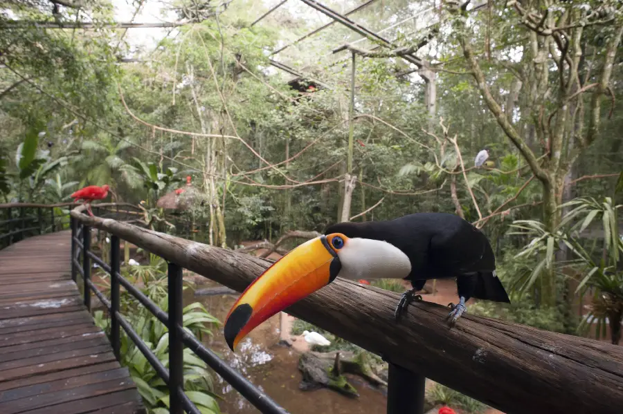 Um dos principais atrativos de Foz do Iguaçu é o Parque das Aves