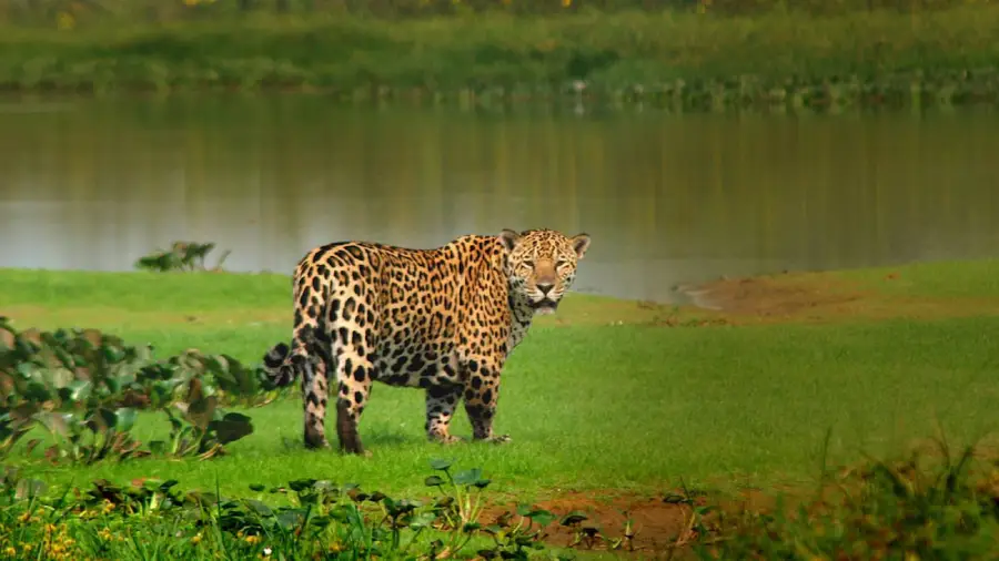 Onça-pintada no Pantanal, símbolo da fauna brasileira